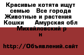Красивые котята ищут семью - Все города Животные и растения » Кошки   . Амурская обл.,Михайловский р-н